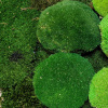 Stabilizovaný mech Ball Moss Dark Green Box 0,7 m2