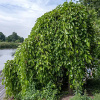 Moruša biela previslá 8/10 200-225cm Morus alba pendula