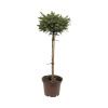 Smrek omorikový FloraSelf® Picea morika 'Nana' 30-40 cm