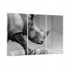Obrázok na skle 165x110 Monochroma rhino (Obrázok na skle 165x110 Monochroma rhino)
