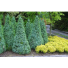 Picea glauca Blue Wonder - EXTRA