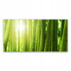 Foto -creen akryl s rastlinou bambusu 140x70 (Foto -creen akryl s rastlinou bambusu 140x70)