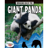 Giant Panda