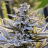 Silent Seeds Exotic Cannabis Seeds Cookielato Feminized 3 ks