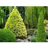 Picea glauca Daisy white
