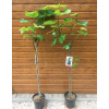Figovník jedlý (Ficus carica ´Breva´) veľkosť 130cm+