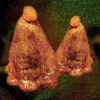 Black To Comm - Oocyte Oil & Stolen Androgens [CD]