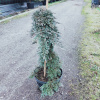 Little Juniper 'Ice Blue' tvorený vodopád (Little Juniper 'Ice Blue' tvorený vodopád)