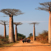 Baobab Za madagaskarský - Adansonia za - semená baobabu - 3 ks