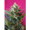 Sweet Seeds Big Devil XL Auto Balenie: 3+1