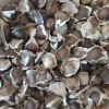 Moringa olejodarná (Moringa oleifera) profesionálne semená 1kg cca 5000 semien