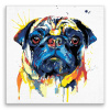 Maľovanie podľa čísel - Smutný mopslík vo farbách - 80x80 cm, bez dřevěného rámu - výroba CZ
