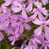 Flox šidlolistý ´Moerheimi´