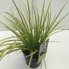 Acorus gramineus 'Ogon' R17cm V40cm