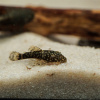 NEZOBRAZOVAT Ancistrus sp.3 cm