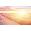 Obkladový panel do kuchyne mySpotti Profix Provence levanduľové pole 100 x 60 cm PX-10060-1889-HB