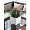 Kvetináč Lechuza Quadro LS 21/20 all inclusive set white