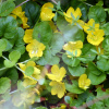 Lysimachia nummularia - Lysimachia nummularia