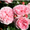 Sadenice ružovej ruže v 30 cm balíku (ROBATE ROSE *MARIATHERÉZIA*)