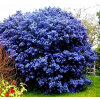 PRUSZNIK VICTORIA BLUE STÁLE ZELENÉ SEMIENKY (PRUSZNIK VICTORIA BLUE STÁLE ZELENÉ SEMIENKY)