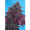 Sweet Seeds Dark Devil Auto neobsahuje THC 10 semen