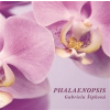 Phalaenopsis - Šípková Gabriela