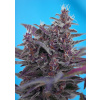 Sweet Seeds Black Cream Auto neobsahuje THC 10 semen