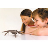 MAC TOYS Kostra - Mosasaurus