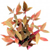 Dennerle Plants Alternanthera reineckii Red Ruby - 1 ks