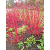 Cornus Kelseyi