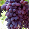 Stolové hrozno Pizzutello nero (Vitis Pizzutello nero)
