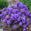 Rododendrón Azurika, v črepníku 2l Rhododendron Azurika