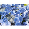 hydrangea macrophylla 'Zorro' (Hortenzia modrá 'Zorro')
