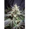 Sweet Seeds Black Jack Balenie: 3+1