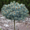 Picea pungens Pali 40cm kmienok - AKCIA