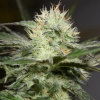 Silent Seeds Exotické semienka kanabisu Lemon Sorbet Feminized 3 pcs