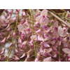 Wisteria ružová sadenica v nádobe s objemom 2-3 l