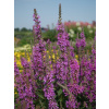 Vrbica vŕbovolistá, Lythrum salicaria Rosy Gem 5 g cca 100000 semien