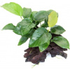 Dennerle Plants Anubias barteri on Root - 1 ks
