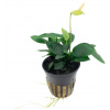 Tropica Anubias barteri var. nana - 1 ks
