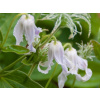 Clematis sadenica v balote