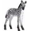 Mojo Zebra mláďa