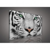 Obraz na plátne obdĺžnik - OB0504 - Tiger 80cm x 60cm - O6