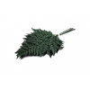 Stabilizovaná papraď - Fern Leather (Colombia)