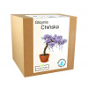 Bonsai Glycynia Chinska Wisteria Set (Bonsai Glycynia Chinska Wisteria Set)
