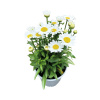 Margaréta veľkokvetá nízka FloraSelf Chrysanthemum/Leucanthemum maximum 'Dwarf Snow Lady' 10-30 cm kvetináč 3 l