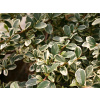 Skalník dammerov - Cotoneaster dammeri - 15/20cm