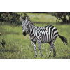 Vymalujsisam.sk Maľovanie podľa čísiel - Zebra vo voľnej prírode Veľkosť: 40x60cm, Rám: Bez rámu, iba zrolované plátno