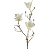 Magnolia Spray cream v.90 cm