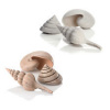 biOrb sea shells natural 13 cm, 6,5 cm, 9,5 cm